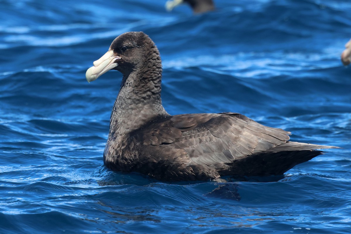 sørkjempepetrell - ML645096876