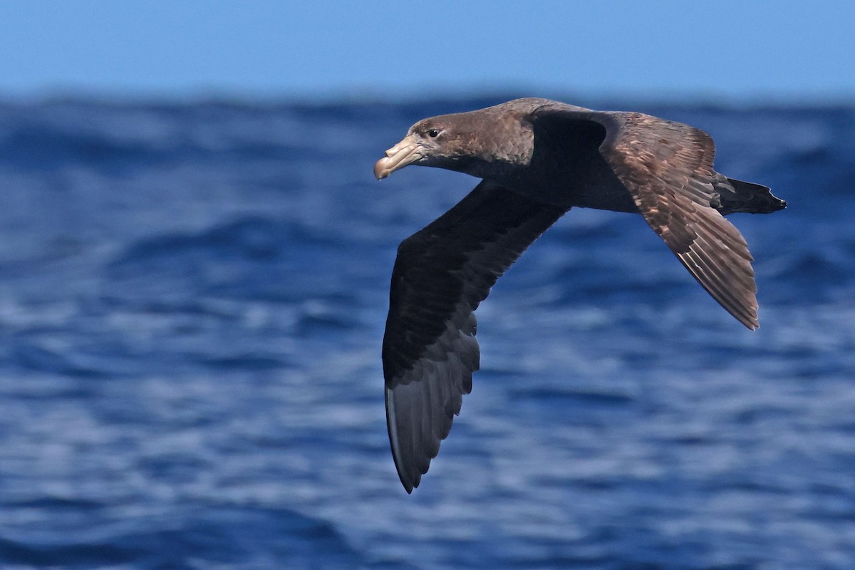 Northern Giant-Petrel - ML645096877