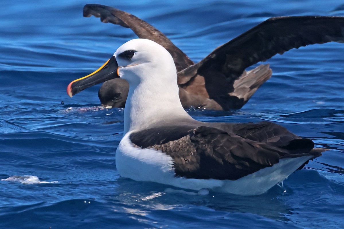 Albatros Picofino Atlántico - ML645096893