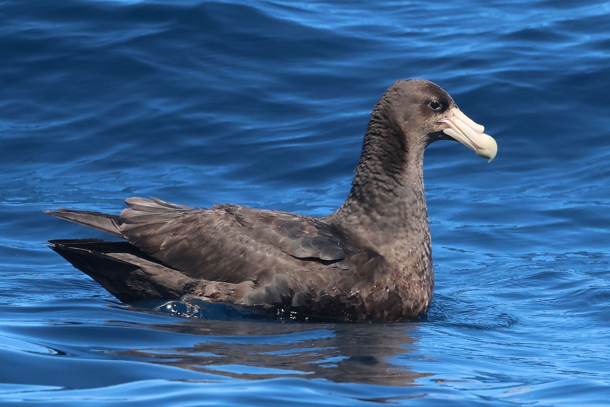 sørkjempepetrell - ML645096896