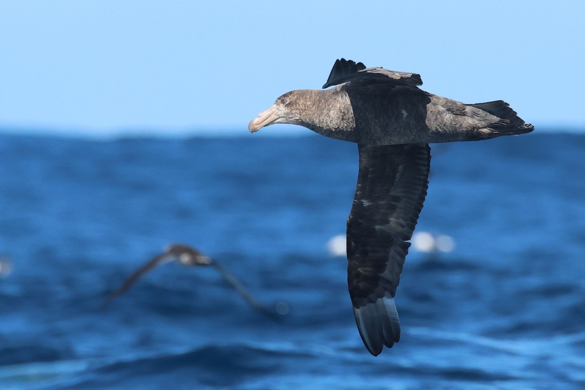Northern Giant-Petrel - ML645096898