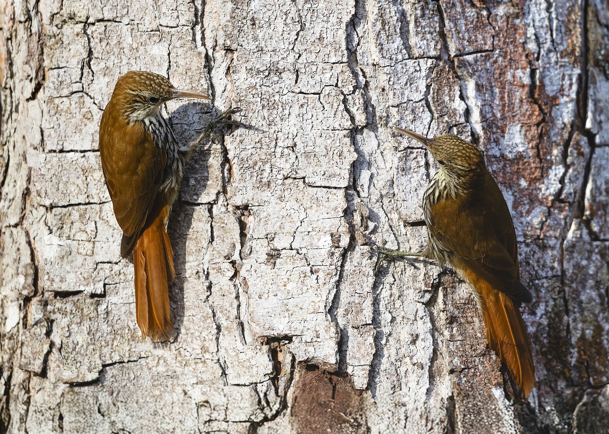 ウロコオニキバシリ - ML645096899