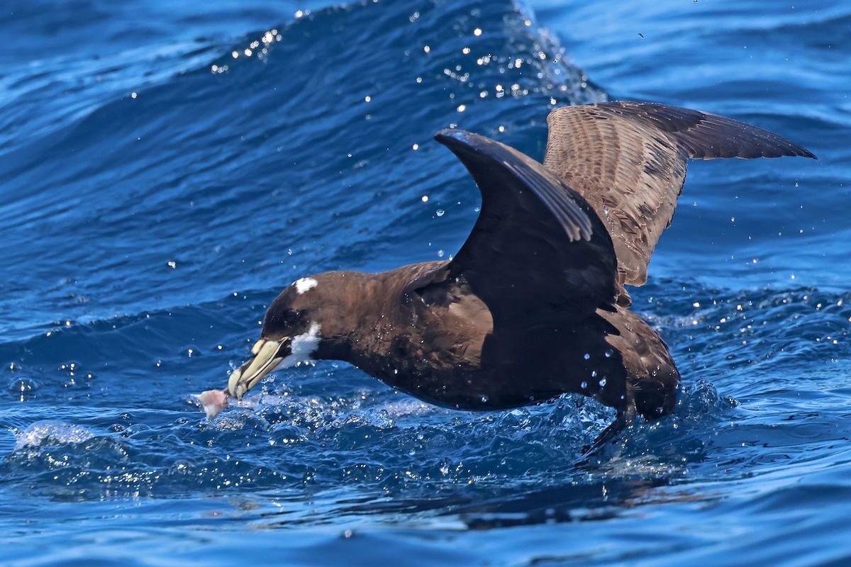 Beyaz Gıdılı Yelkovan - ML645096902