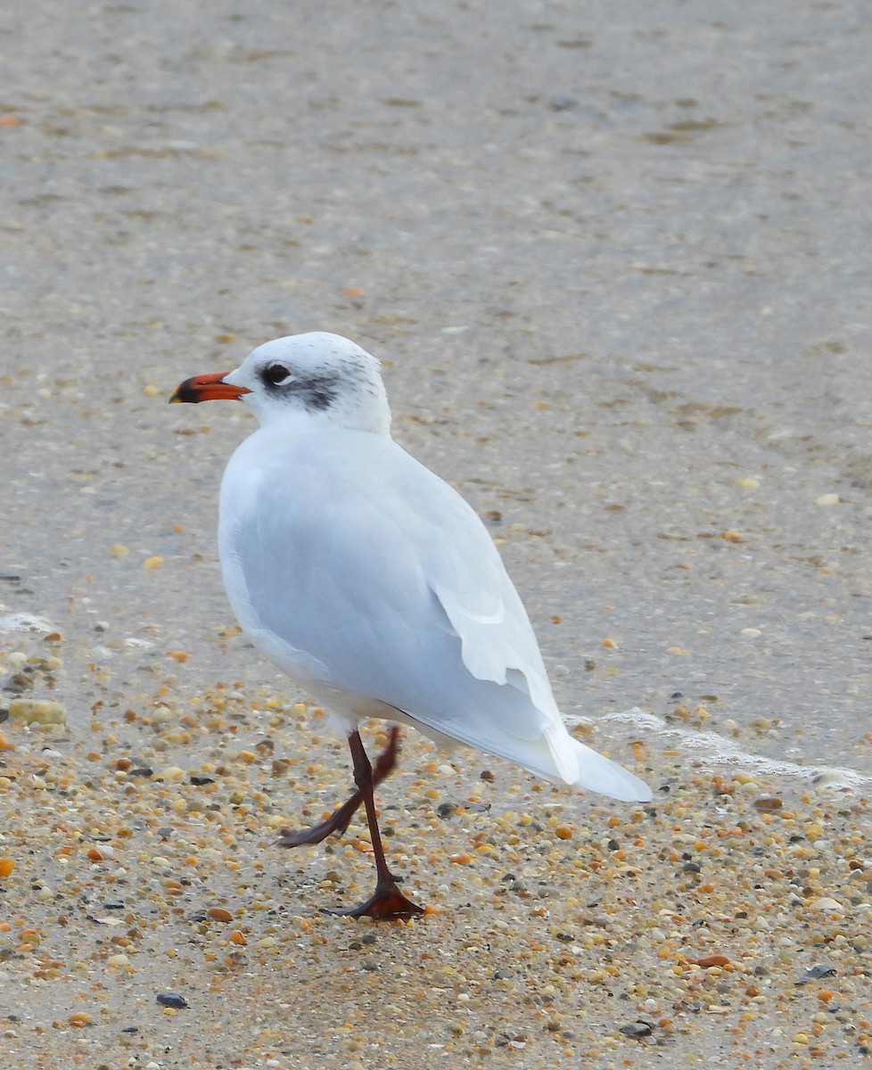 Mediterranean Gull - ML645096912