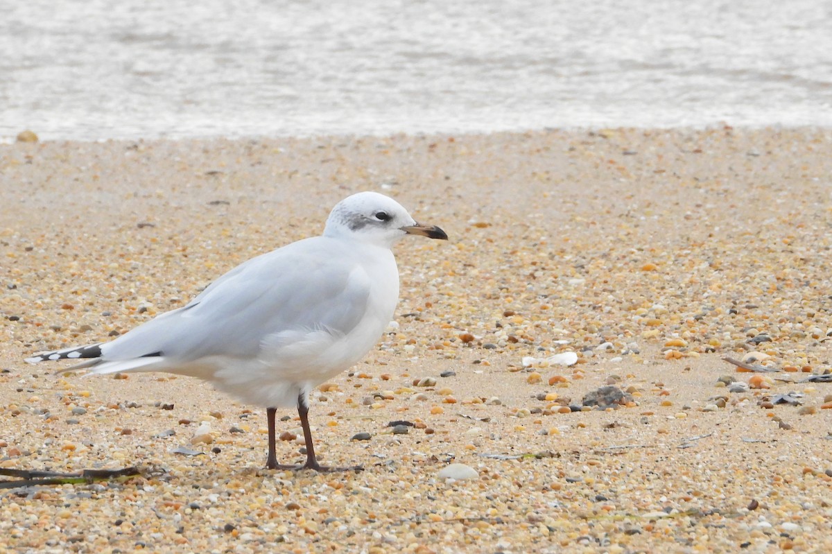 Mediterranean Gull - ML645096913
