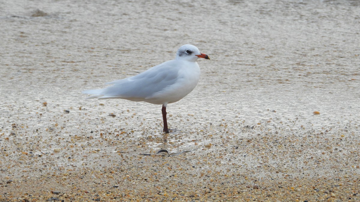 Mediterranean Gull - ML645096914