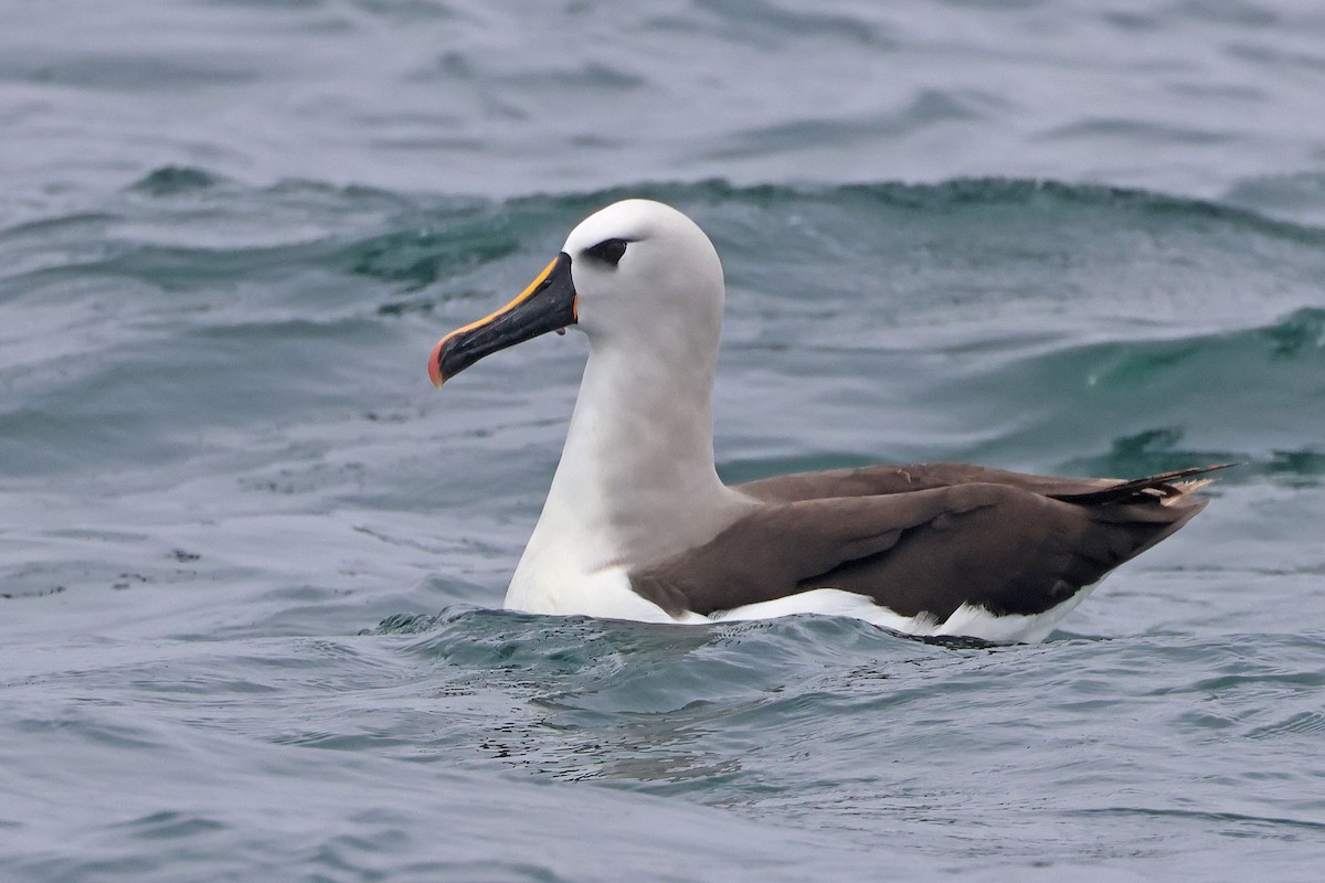 Albatros Picofino Atlántico - ML645096931