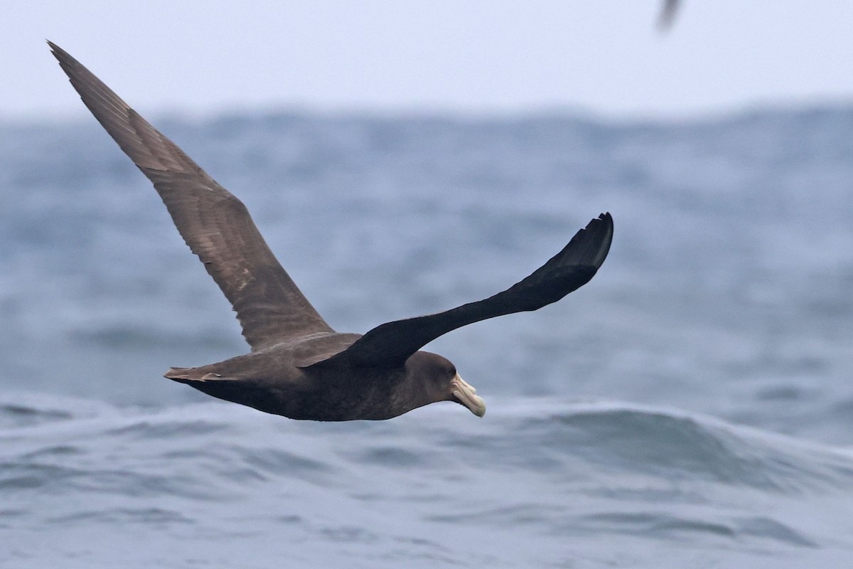 sørkjempepetrell - ML645096940