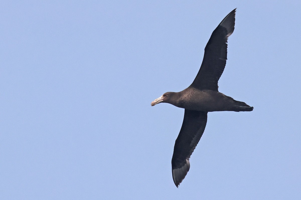 Northern Giant-Petrel - ML645096941