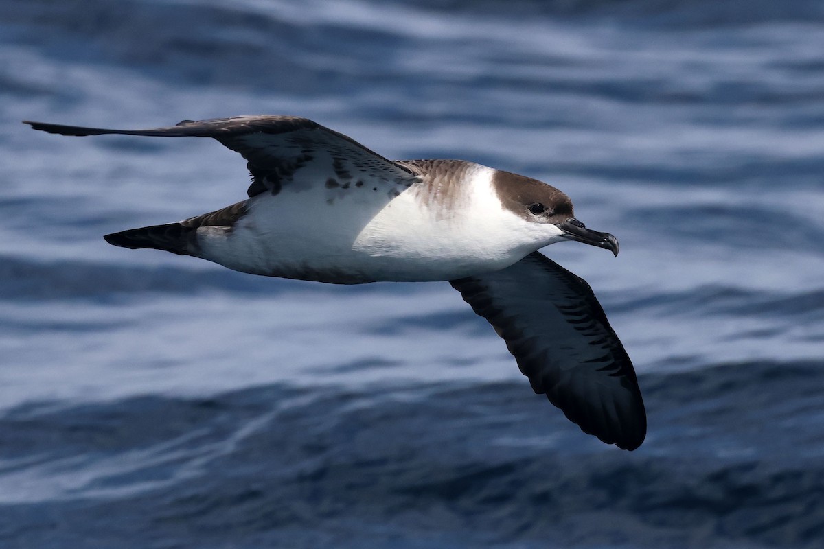 Berta dell'Atlantico - ML645096943