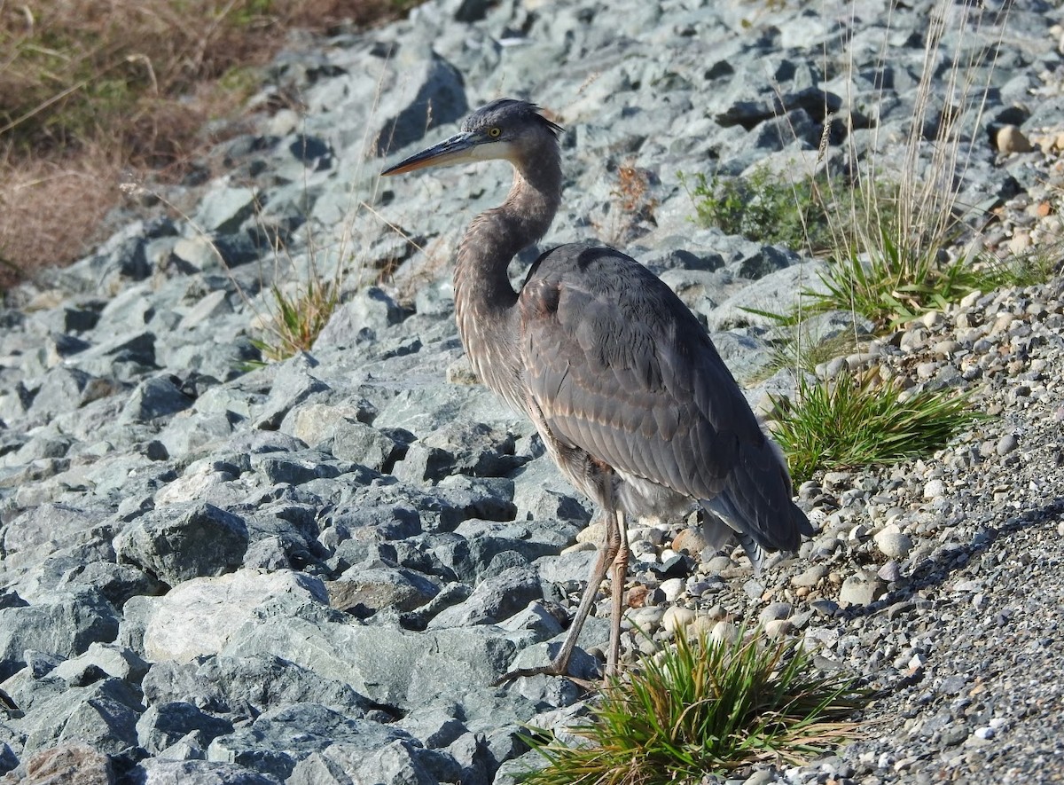 Great Blue Heron - ML645096944