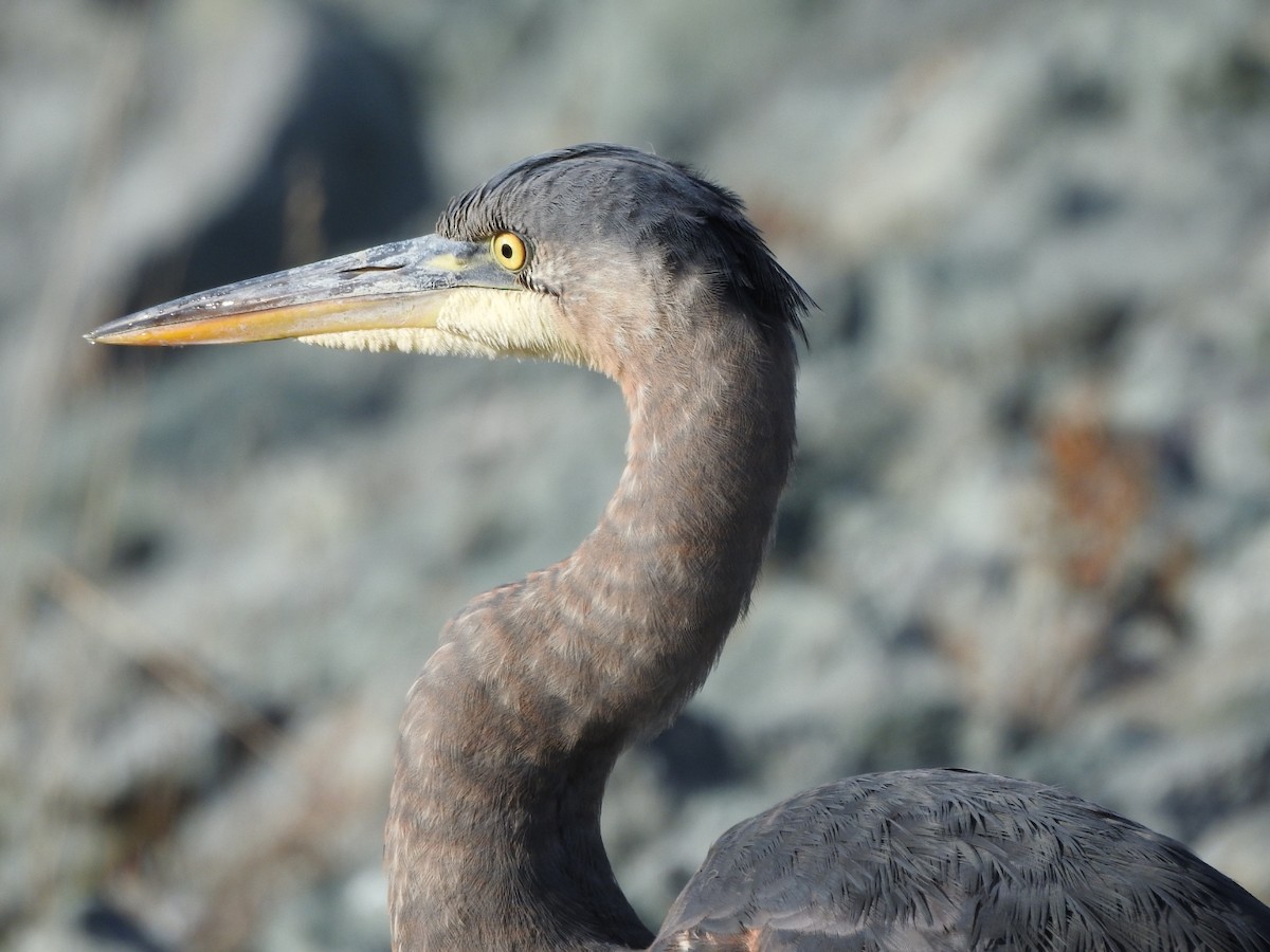 Great Blue Heron - ML645096945