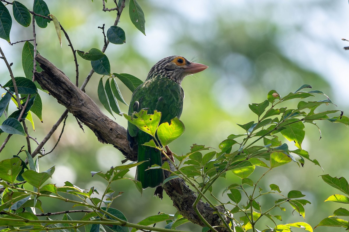 シロボシオオゴシキドリ - ML645096948