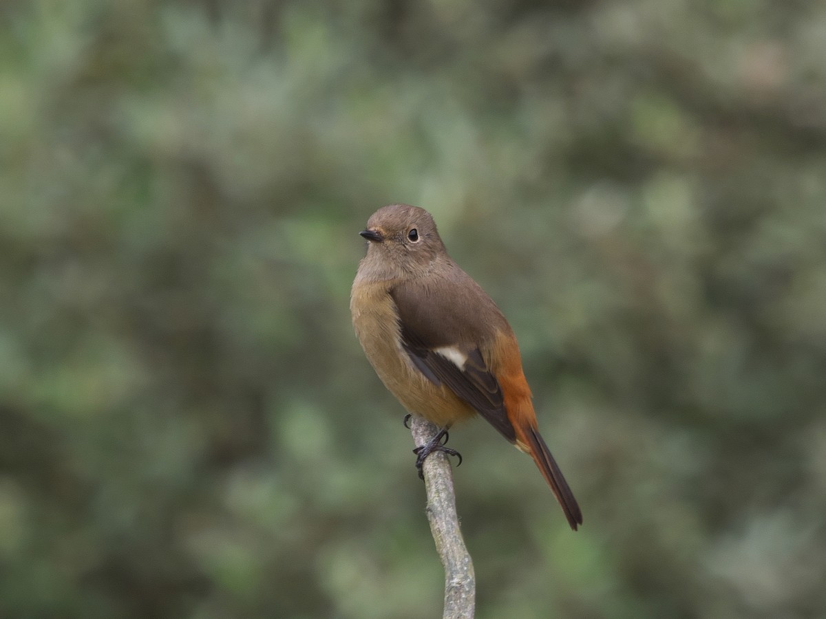 Daurian Redstart - ML645096957