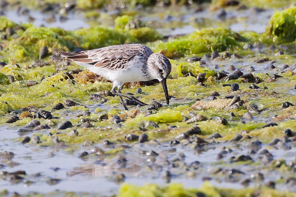 Broad-billed Sandpiper - ML645096962