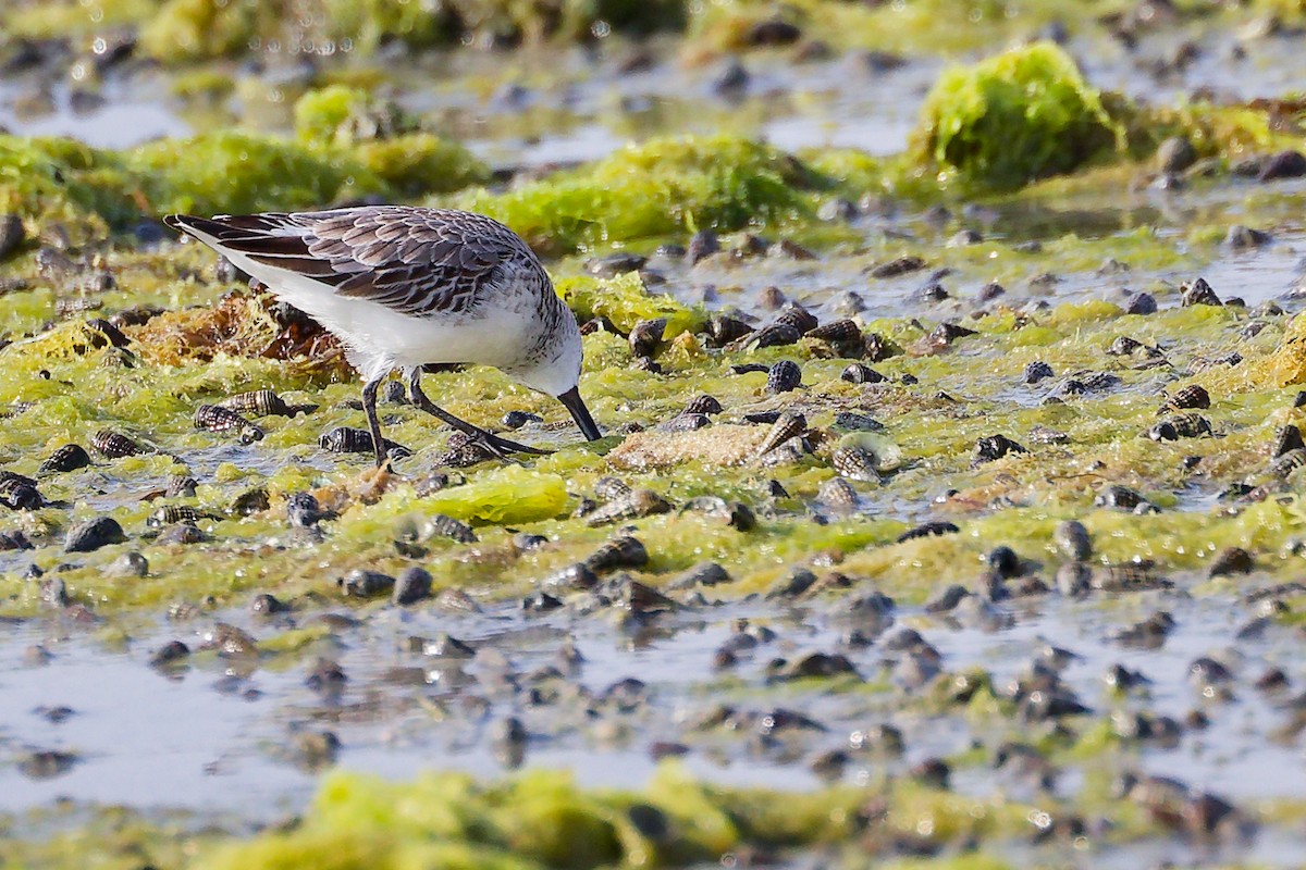 Broad-billed Sandpiper - ML645096964