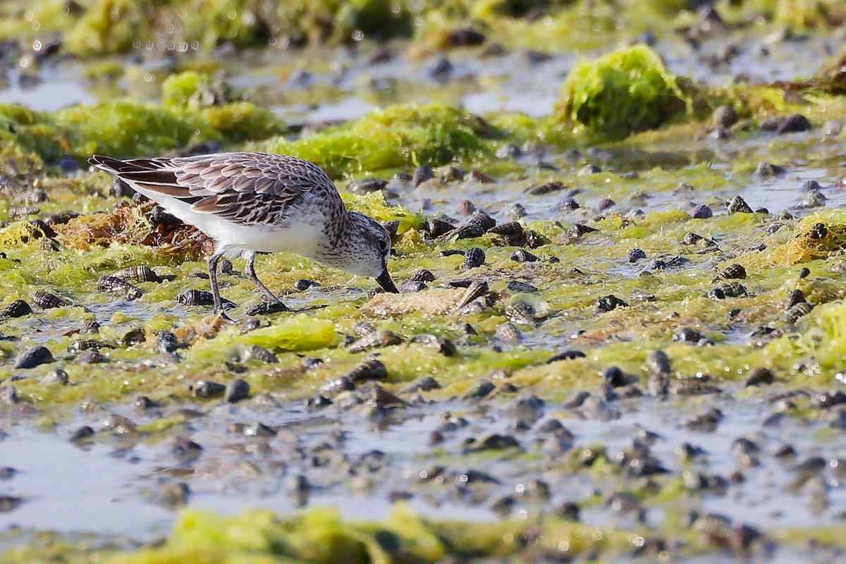 Broad-billed Sandpiper - ML645096966
