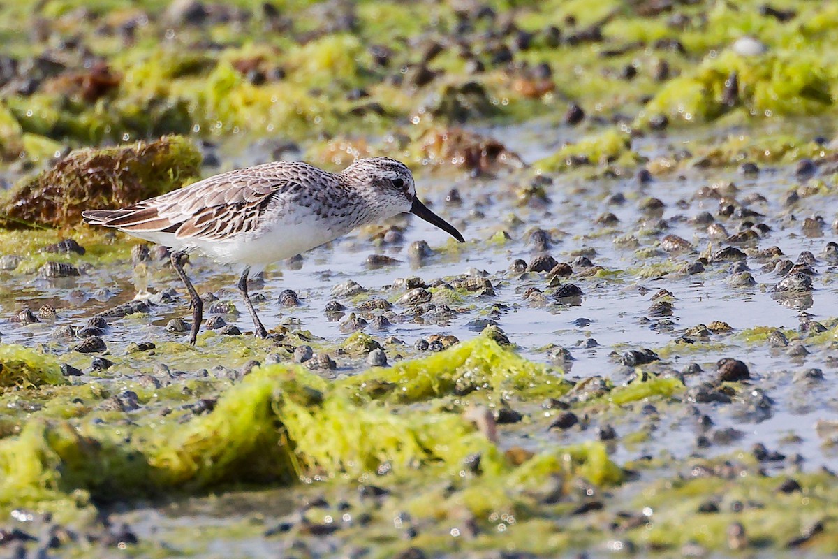 Broad-billed Sandpiper - ML645096967