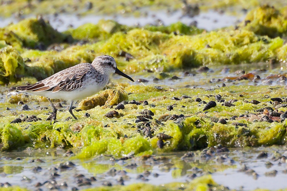 Broad-billed Sandpiper - ML645096975