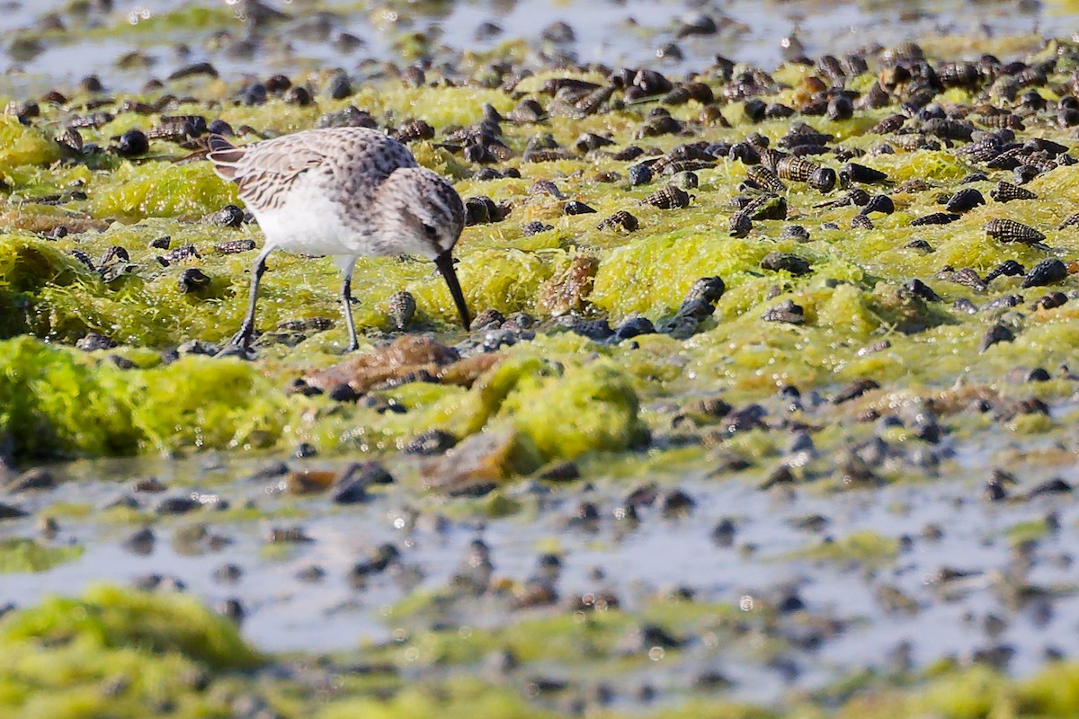 Broad-billed Sandpiper - ML645096976