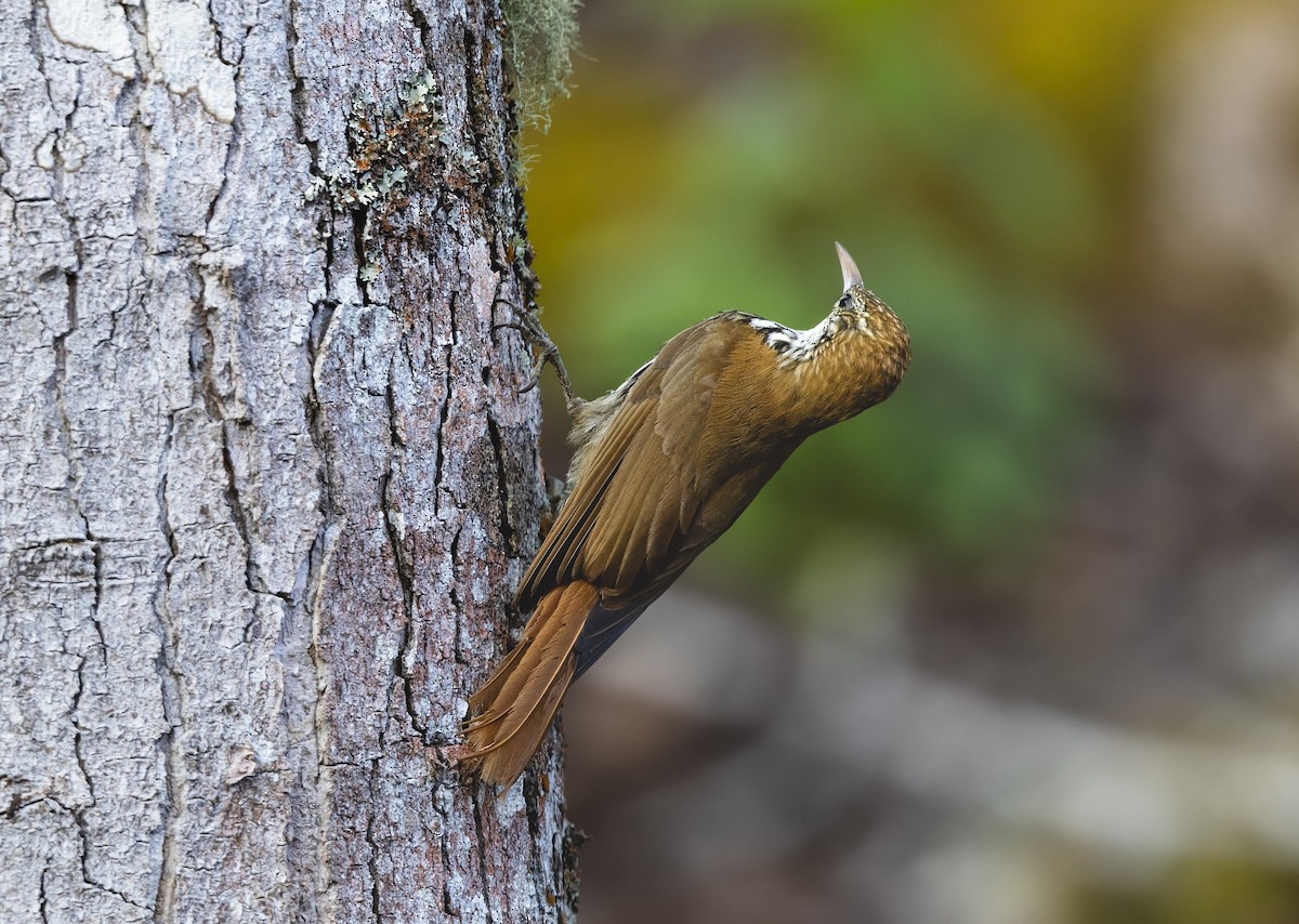 ウロコオニキバシリ - ML645096977