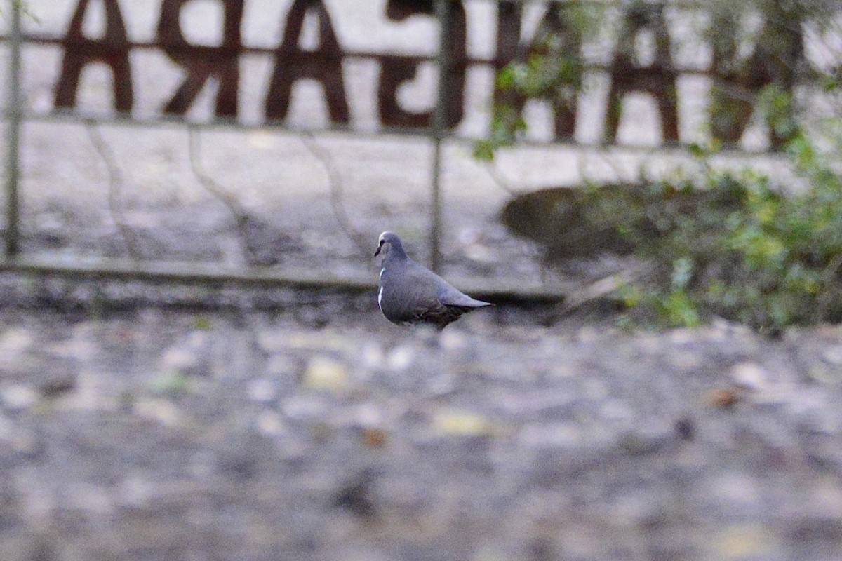 Вонга - ML645096980