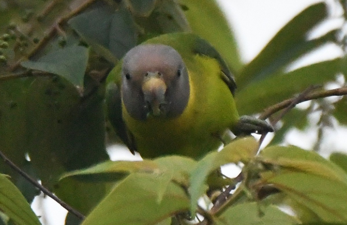 Plum-headed Parakeet - ML645097032
