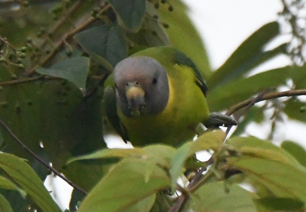Plum-headed Parakeet - ML645097035