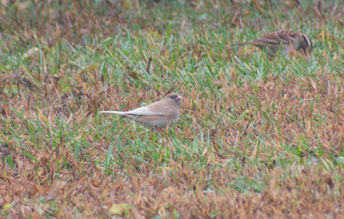 Junco Ojioscuro - ML645097042