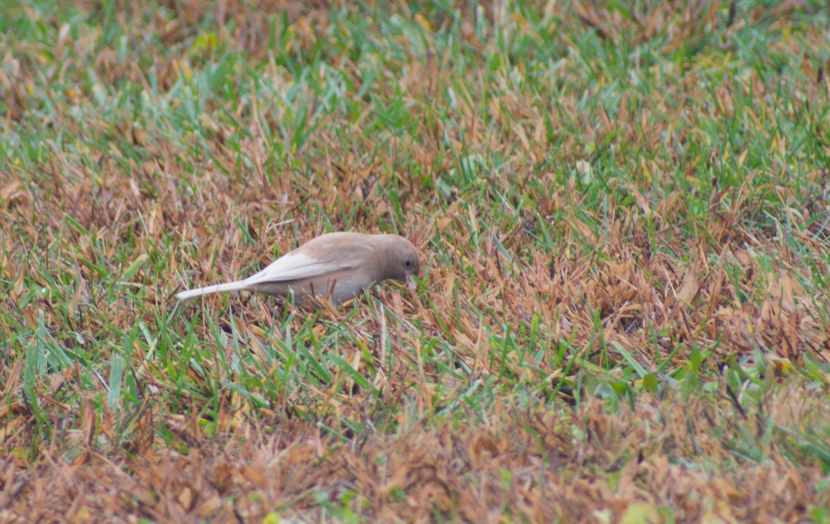 Junco Ojioscuro - ML645097043