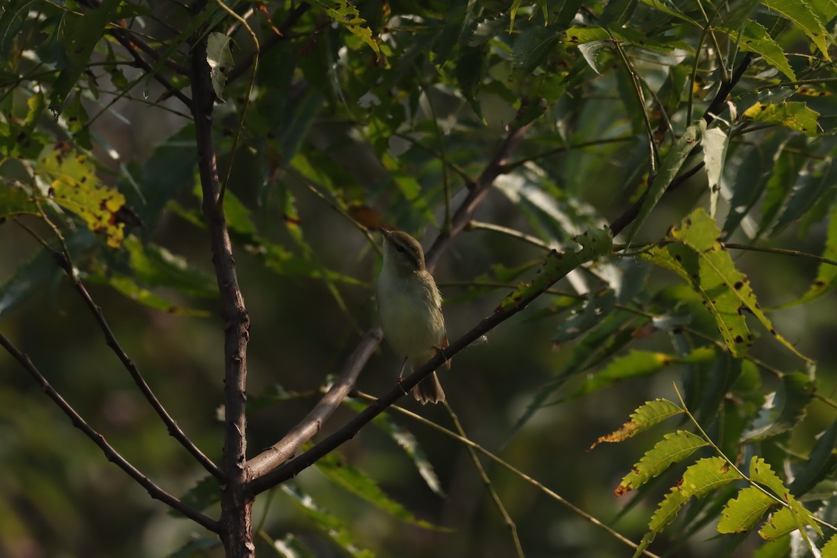 østsanger - ML645097071