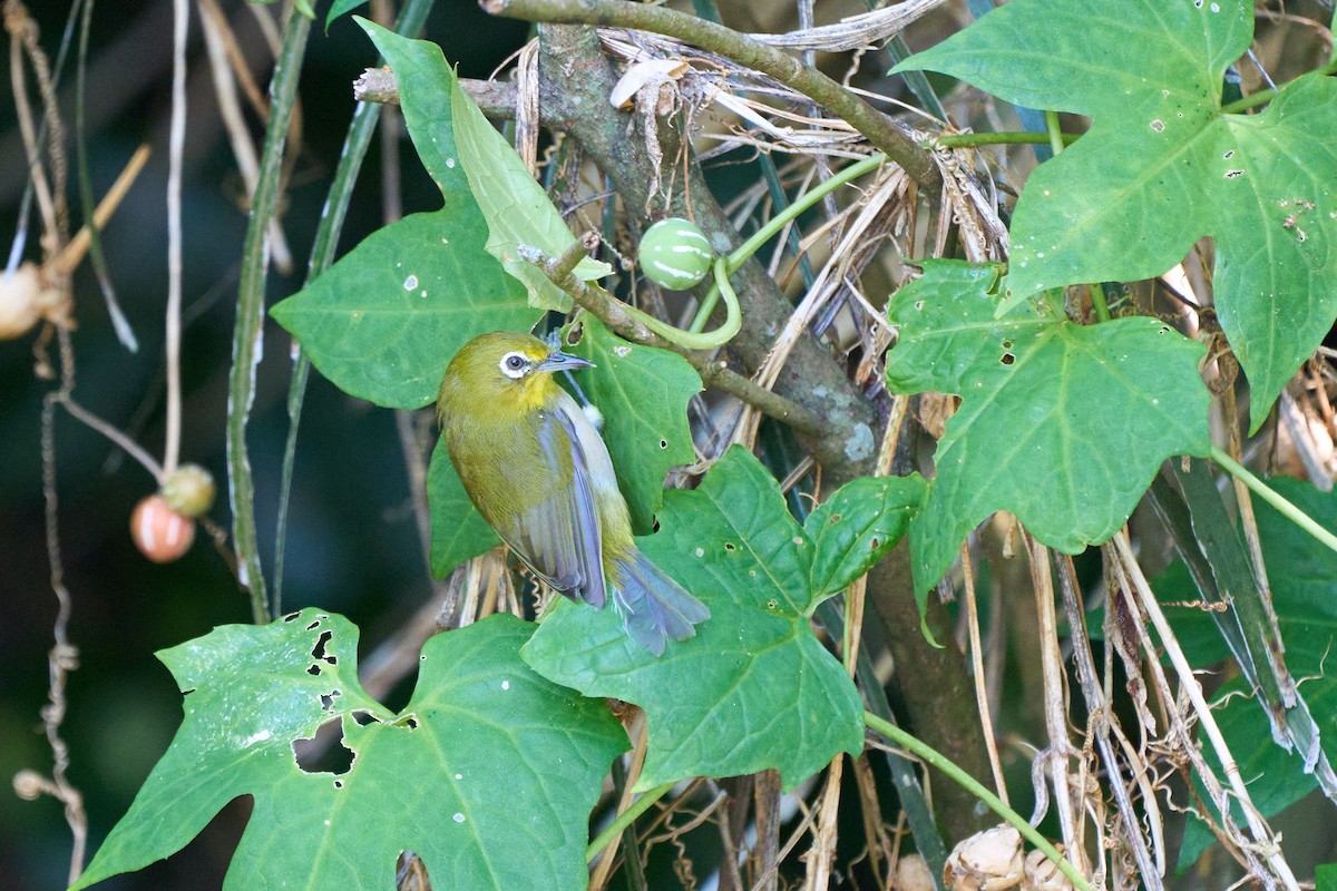 Warbling White-eye - ML645097072