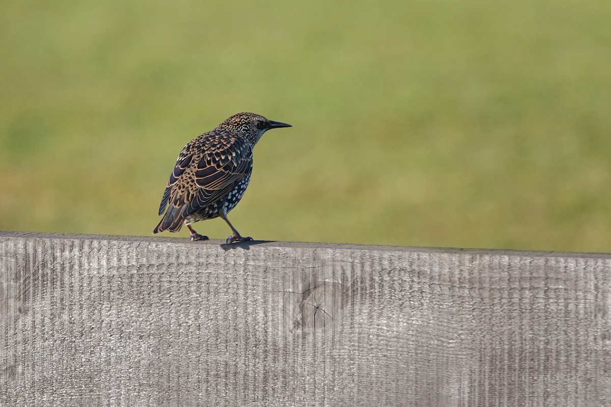 Шпак звичайний - ML645097077