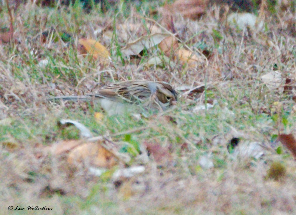 Clay-colored Sparrow - ML645097080