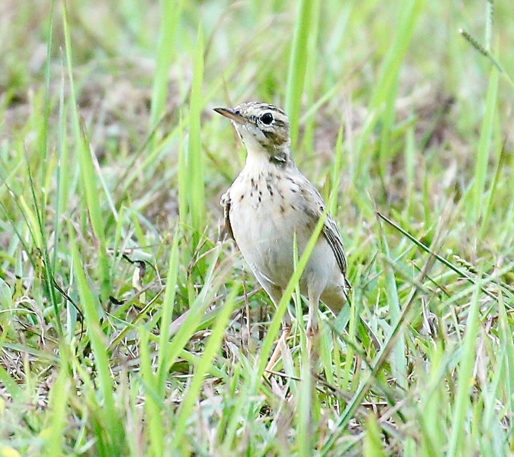 Bisbita de Richard - ML645097092