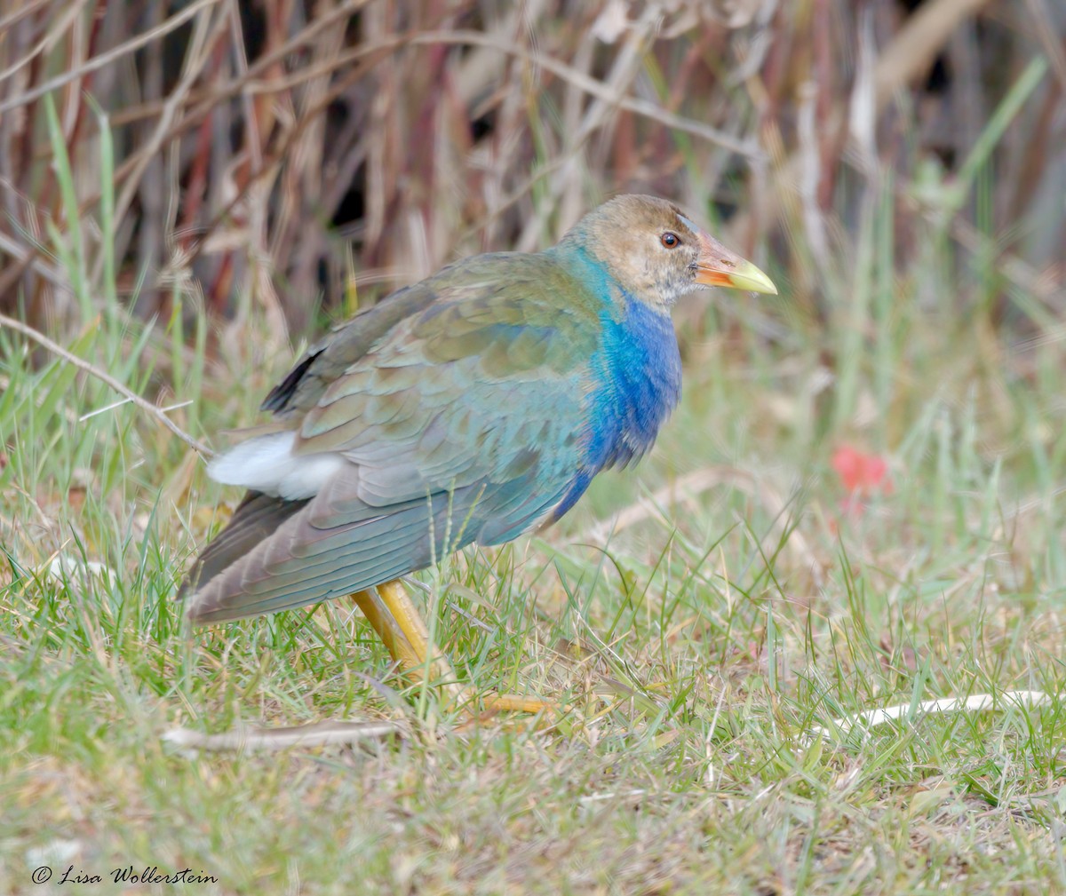 Purple Gallinule - ML645097097