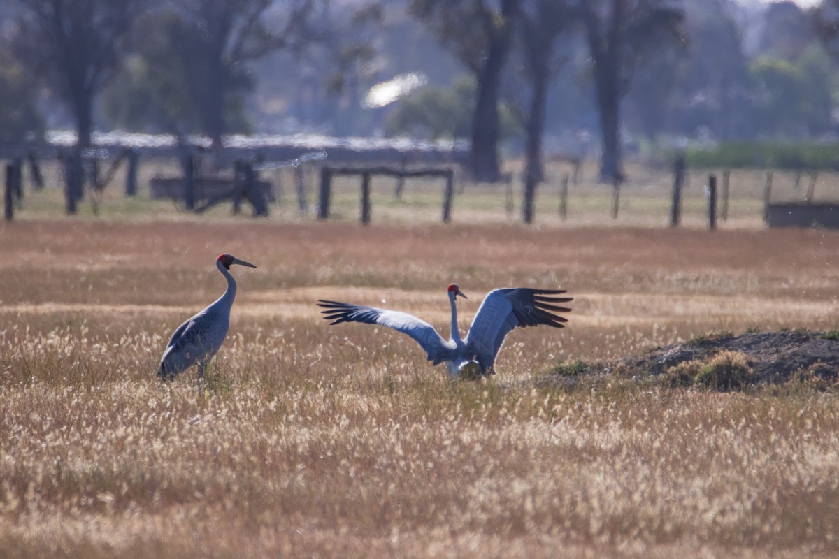 Brolga - ML645097105