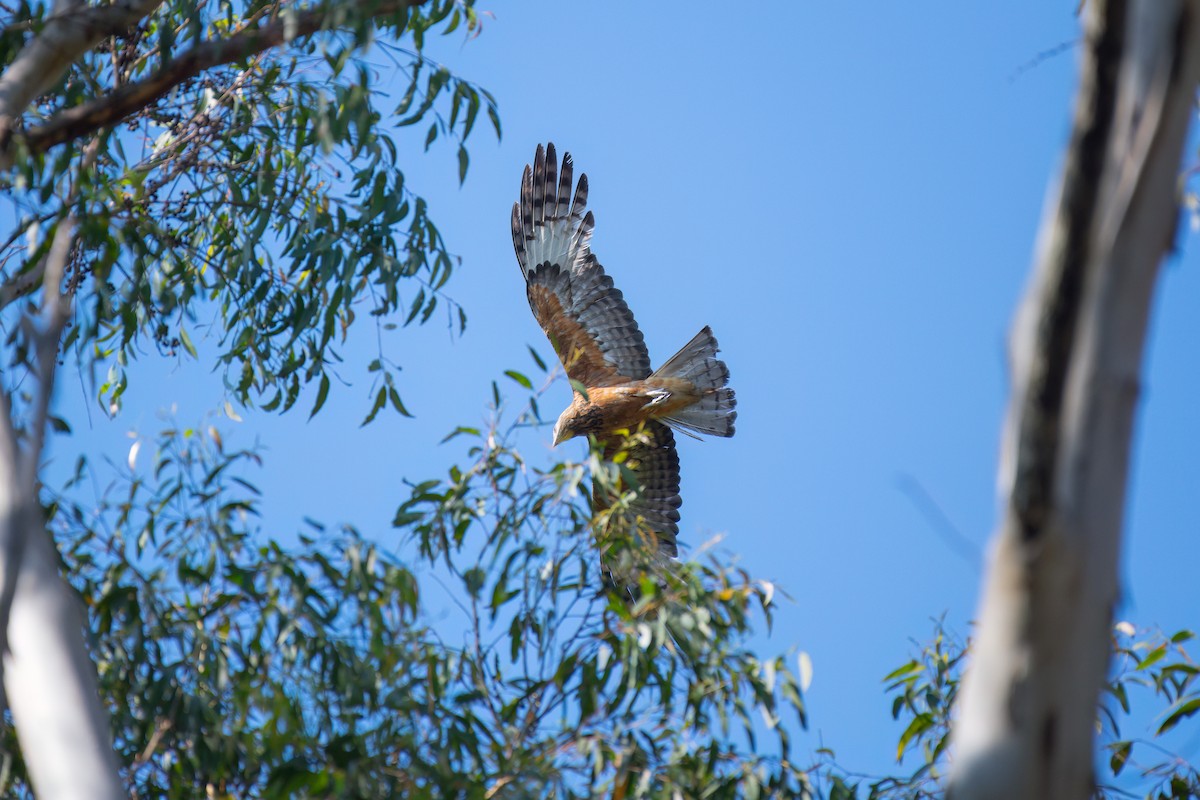 Square-tailed Kite - ML645097111