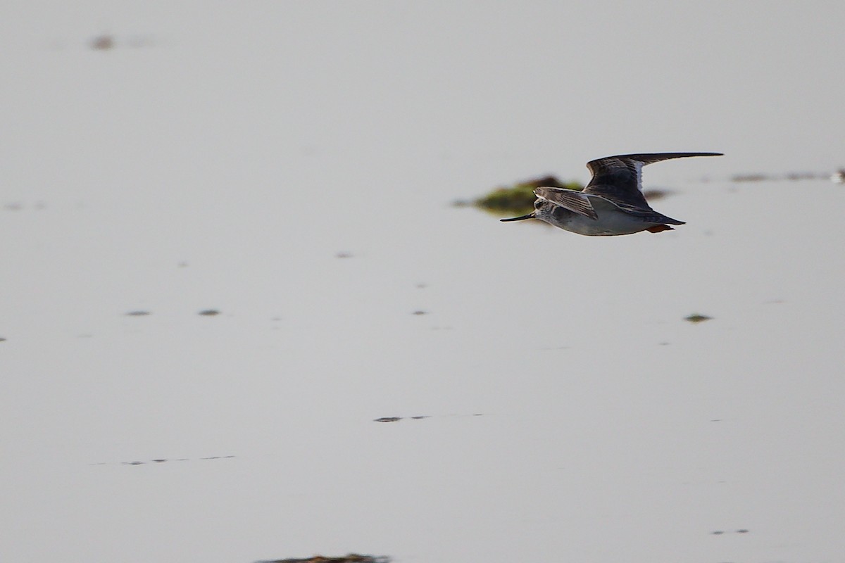 tereksnipe - ML645097113