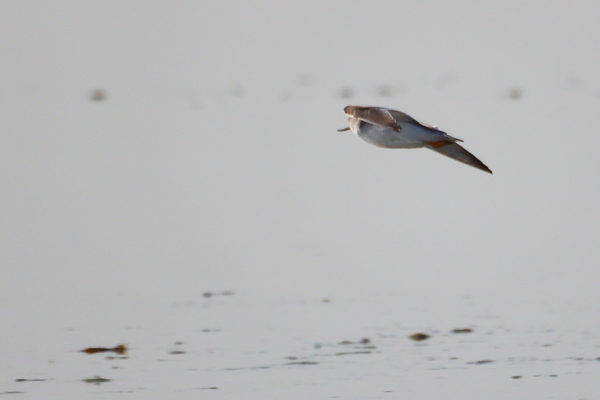 tereksnipe - ML645097115