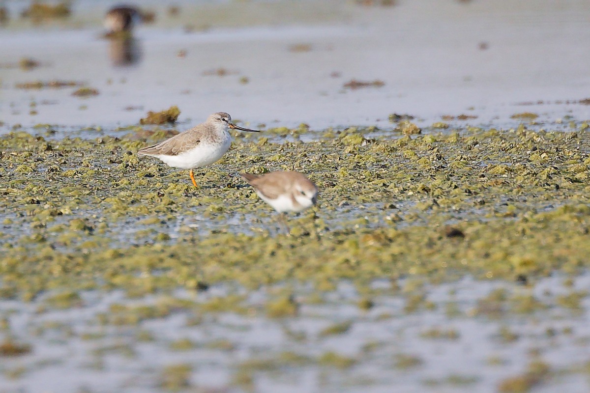 tereksnipe - ML645097116