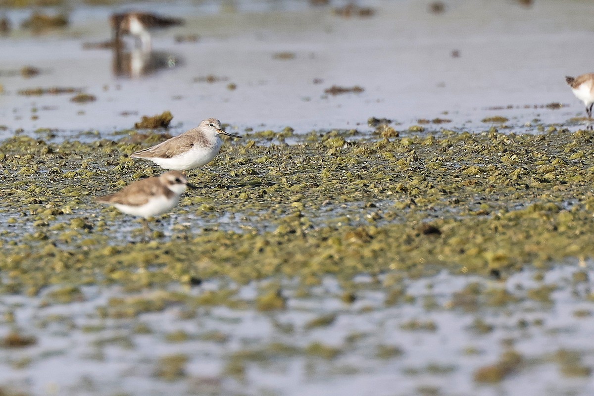 tereksnipe - ML645097118