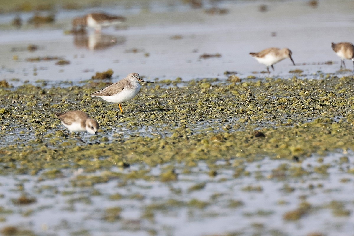 tereksnipe - ML645097119