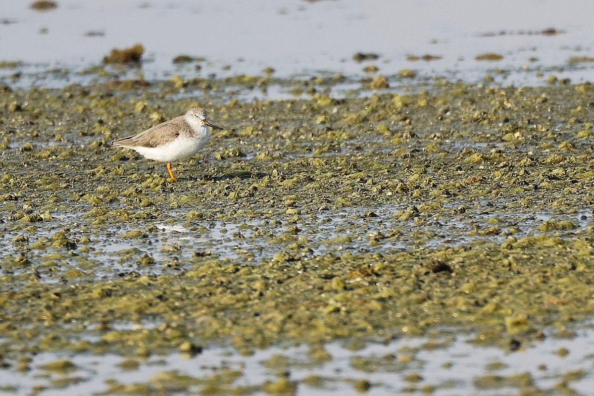 tereksnipe - ML645097120