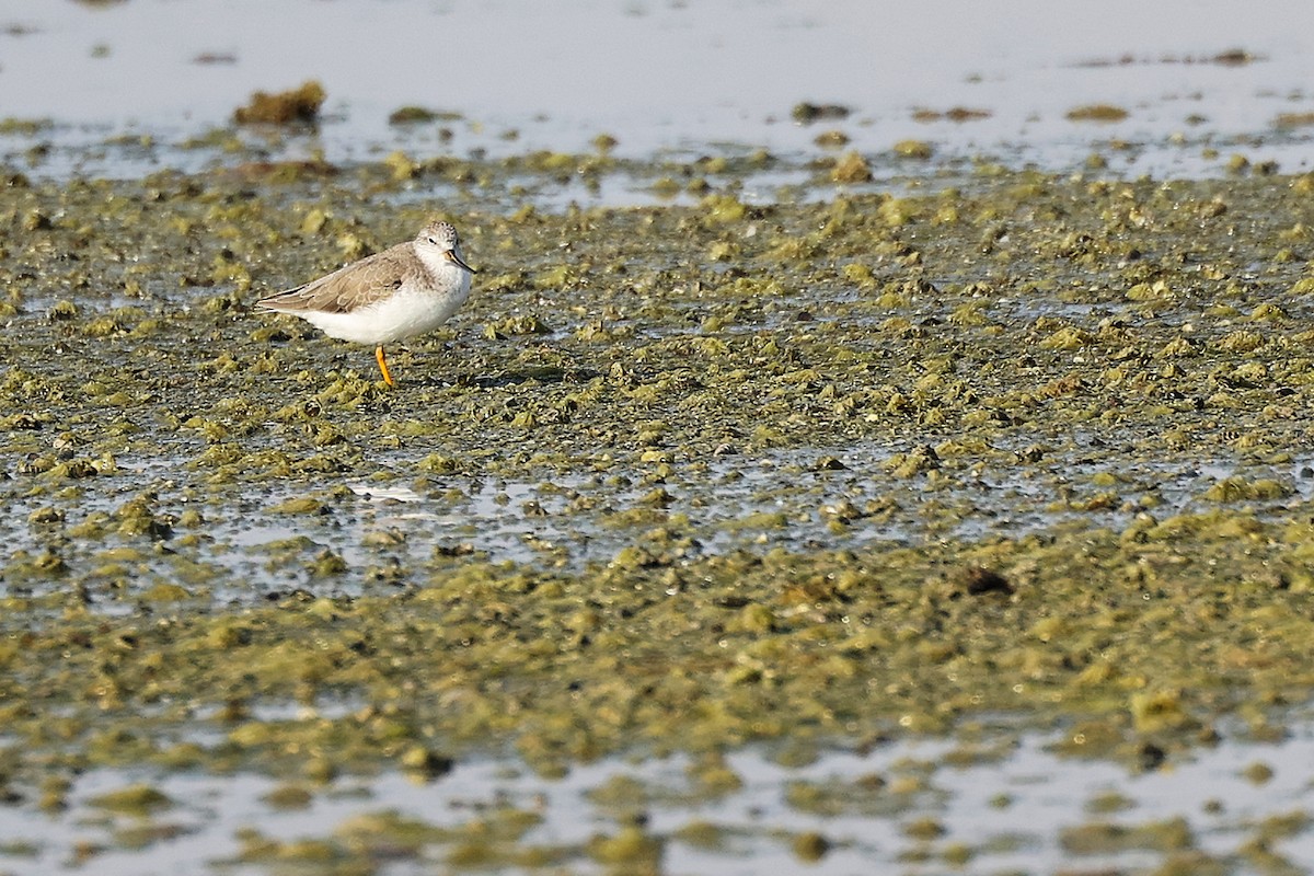 tereksnipe - ML645097121