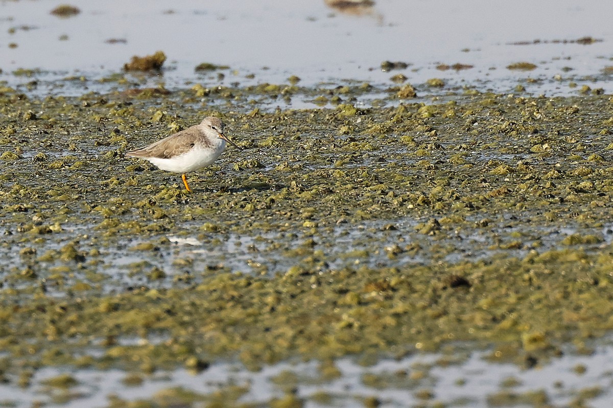 tereksnipe - ML645097123