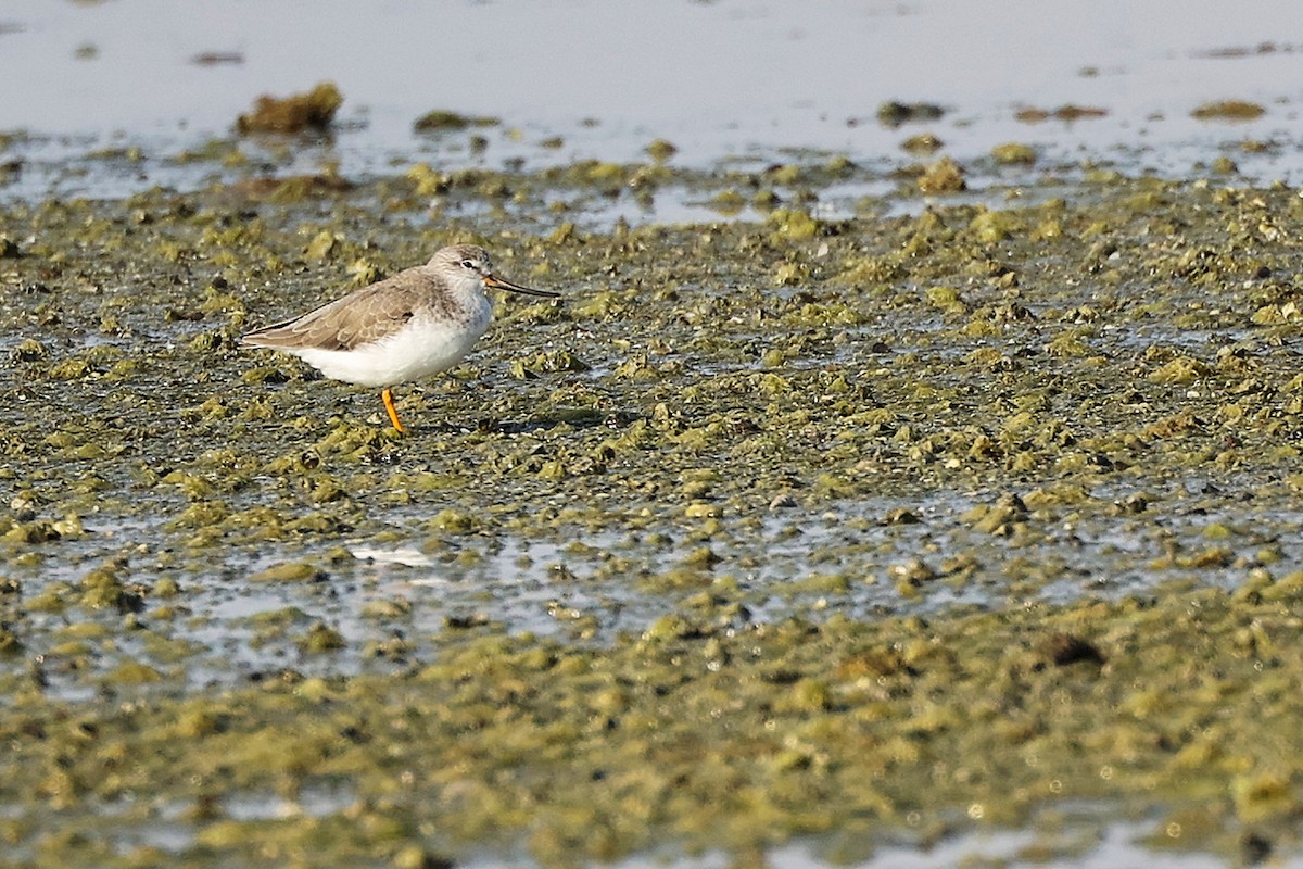 tereksnipe - ML645097124