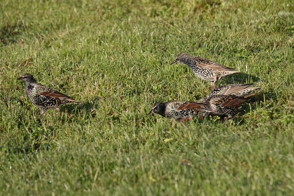 Шпак звичайний - ML645097125