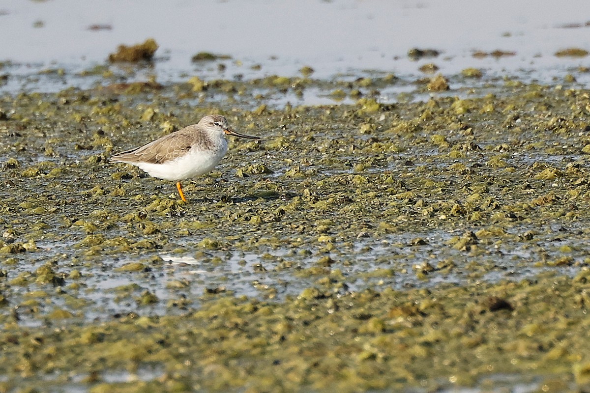 tereksnipe - ML645097126