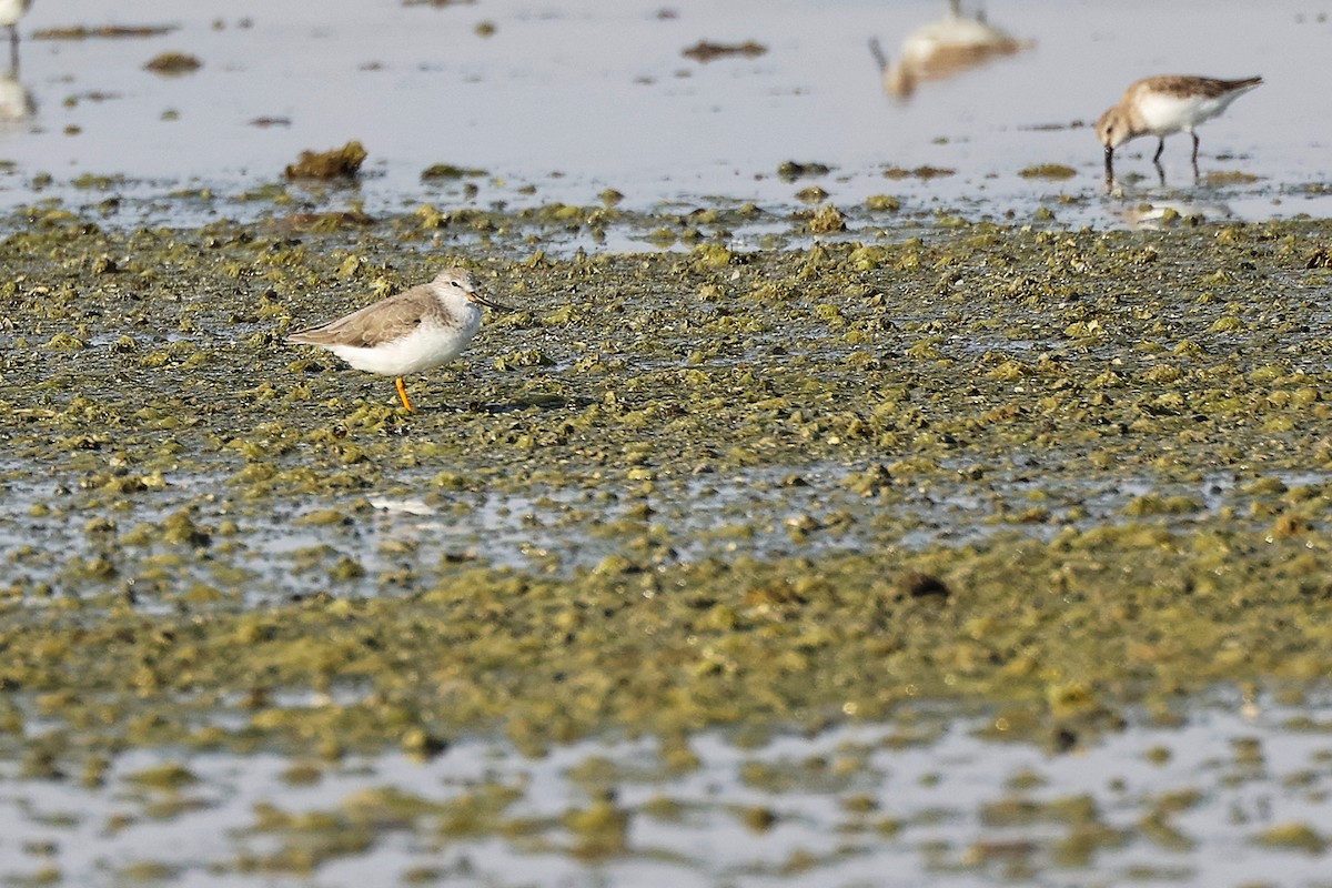 tereksnipe - ML645097127